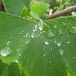 Meet your Posher, Gregory